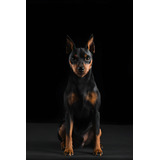 Perros Pinscher Miniatura Cachorros Mini Puppy Pet Can