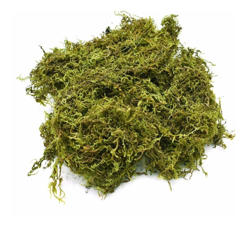 Musgo Natural Deshidratado Verde 250 Gramos