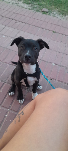 Pitbull Raza 