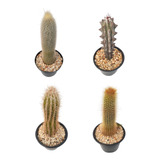 5 Cactus Columnares Altura Promedio De 20 Cm