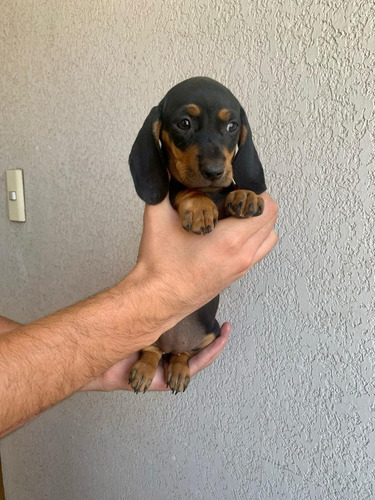 Lindos Salchichas Dachshund Miniatura 