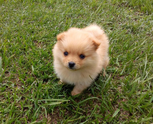 Pomerania Lulú Cali Medellín Bogota Bucaramanga Pereira