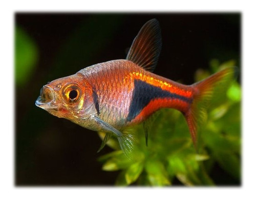 Pez Micro Rasbora Harlequin Red Para Acuario X Pareja 