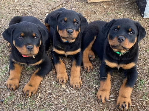 Cachorros Rottweiler Listos Para Entrega