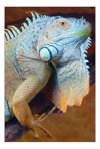 Vinilo Decorativo 40x60cm Iguana Reptil Lagartija Fauna M4