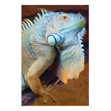 Vinilo Decorativo 30x45cm Iguana Reptil Lagartija Fauna M4