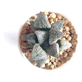 Muda Suculenta Haworthia Splendens Silver King Echeveria