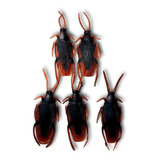 Set 5 Cucaracha Broma Silicon Realista Insecto Fiesta Figura