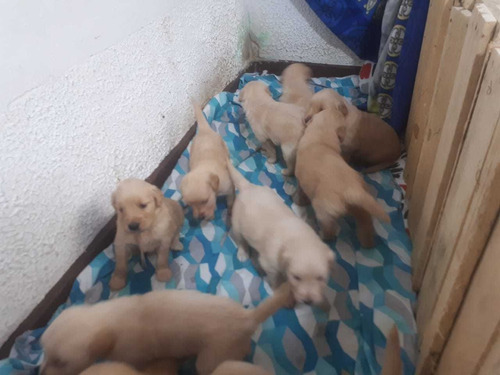 Hermosos Cachorros De Golden Rectriever