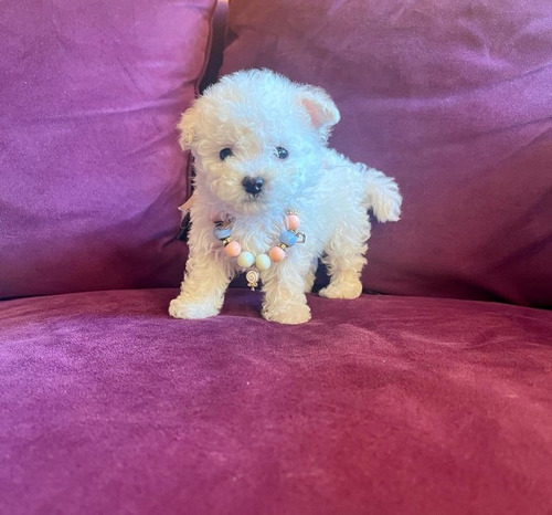Poodle Micro Toy 