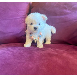 Poodle Micro Toy 
