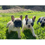 Cachorros Bulldog Frances