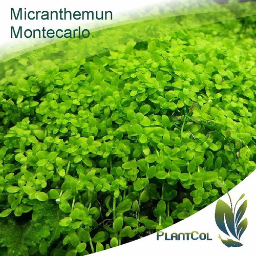 Micranthemun Montecarlo Planta Acuática Tapizante Acuario