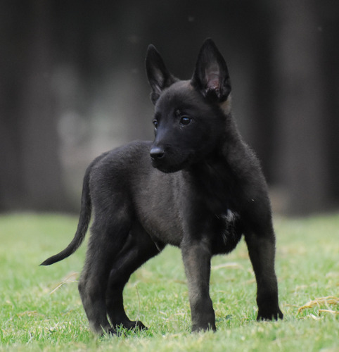 Pastor Belga Malinois Cachorro Duque Pedigree Opcional