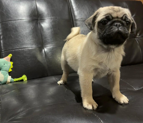 Hermosos Cachorros Pug, Aptos Pedigree Internacional 