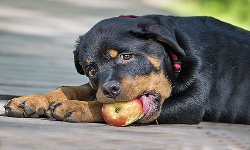 Rottweiler Cachorros F8