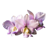 Orquídea Cattleya Nobilior Amaliae Adulta *linda*