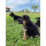 Cachorros Pastor Aleman Inscritos