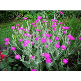 200 Semillas De Flor Magenta Silver Catchfly Lychnis Silene 