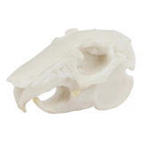 5 Accesorios De Esqueleto De Resina Modelo De Cráneo De