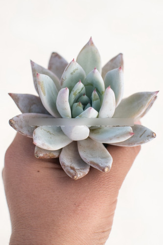 Echeveria Colorata Ice Suculenta Colección Maceta N° 8