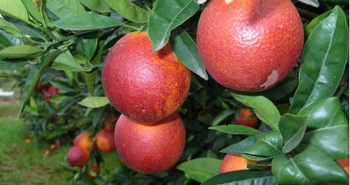 1 Arbolito De Naranja Sangre - Sanguinelli - Exotico Enano