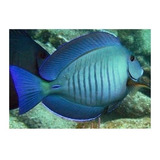 Peixe Acanthurus Chirurgus -  Tang - Cirurgião - Marinho