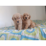 Cachorros Golden Retriever Perros En Venta Ibagué Monteria