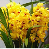300 Semillas De Orquídea Cymbidium Amarilla+ Instructivo  