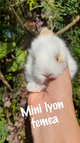 Mini Coelhos Mini Lyon, Fuzzy Lop, Mini Lop,rex, Miniangorá 