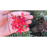 Orquídea Epidendrum Cinnabarinum (vermelha) Duas Mudas