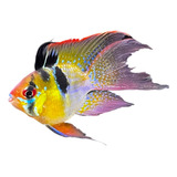 10-un Ramirezi German Blue |2 Cm Pequeno | Peixe Ornamental