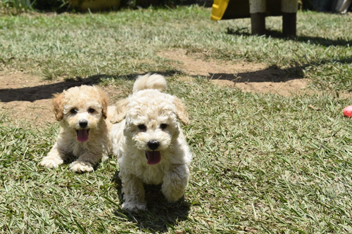 Cachorros Caniche O French Poodle. Mejor Criadero Medellín