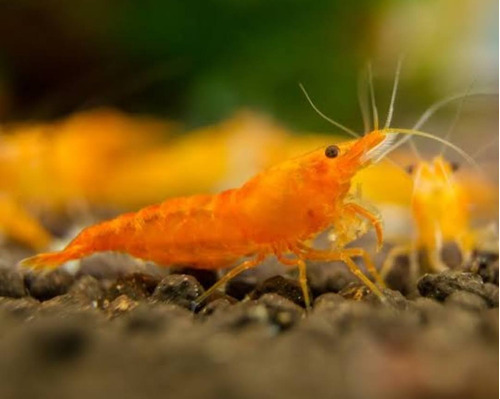 Camarao Neocaridina Orange