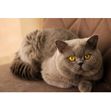 Filhote De Gato Raça British Shorthair Blue - Miau British