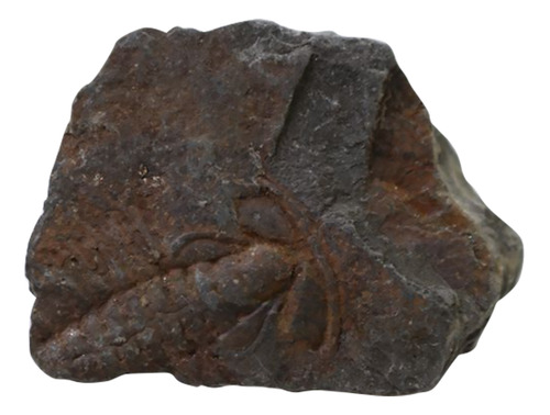 Mesa De Comedor Paleontology Trilobite