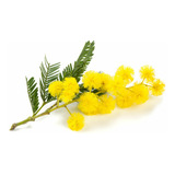 Arbol De Aromo Amarillo  Gratis A Rm   No Envio A Regiones 