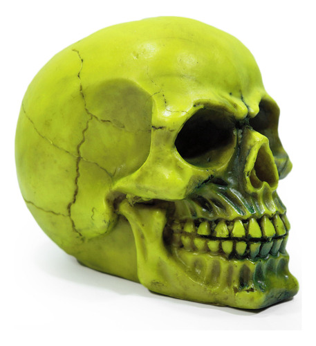 Crânio Caveira Osso Esqueleto Resina Fluorescente Coloridas