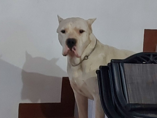 Cachorro Dogo Argentino - 2 Cachorritas Pomocion