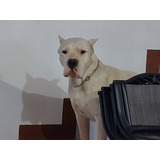 Cachorro Dogo Argentino -  Pomocion