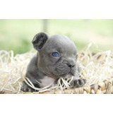 Cachorros Bulldog Francés Blue (exótico) 