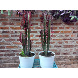 Euphorbia Morada Maceta Nro.21