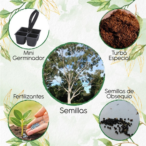 100 Semillas De Eucalipto Citriodora + Mini Kit Germinación 