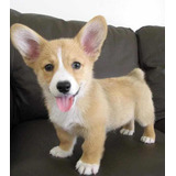 Hermosos Cachorros Welsh Corgi Pembroke