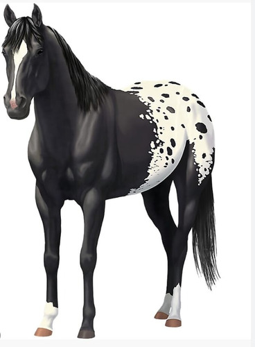 Potrillo Appaloosa