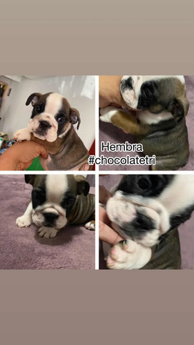 Linda Cachorrita Bulldog Inglés | MercadoLibre