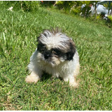 Hermosos Machitos Shih Tzu Chiquititos