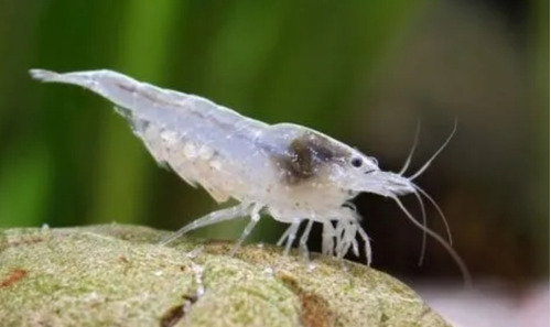 Camarão Neocaridina Palmata Snow Ball Pact 5 Unidades