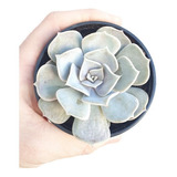 Muda Suculenta Echeveria Lilacina Suculenta Fantasma Lilás 