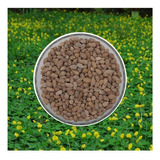 500 Sementes Amendoim Forrageiro - Grama Adubo Verde Pasto